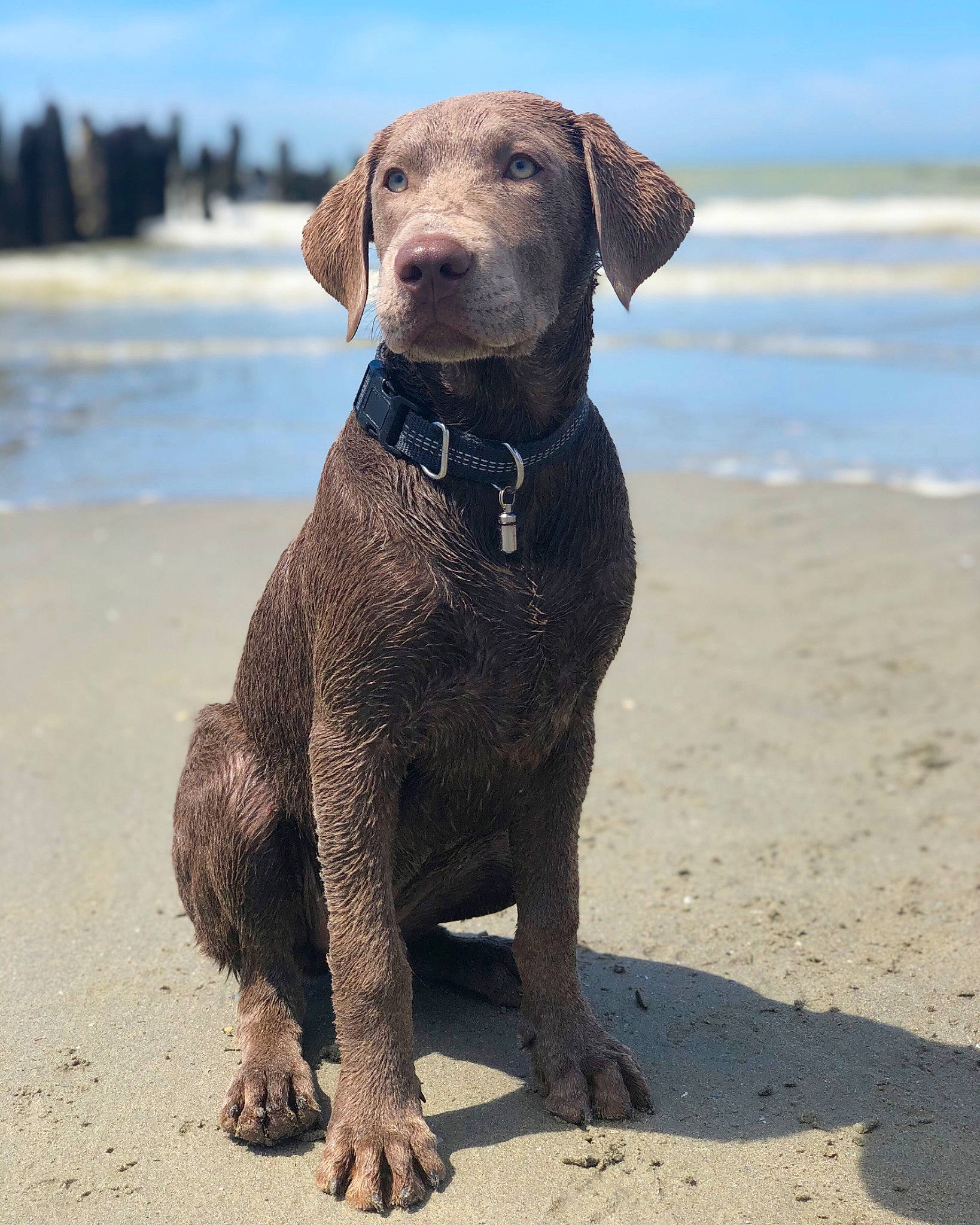 Ryujin a rejoint le concours — aidez-le/la à gagner de superbes lots ! beach, canidae, carnivore, cloud, collar, companion_dog, dog, dog_breed, dog_collar, fawn, gun_dog, lake, liver, sky, snout, sporting_group, tail, terrestrial_animal, water, working_animal