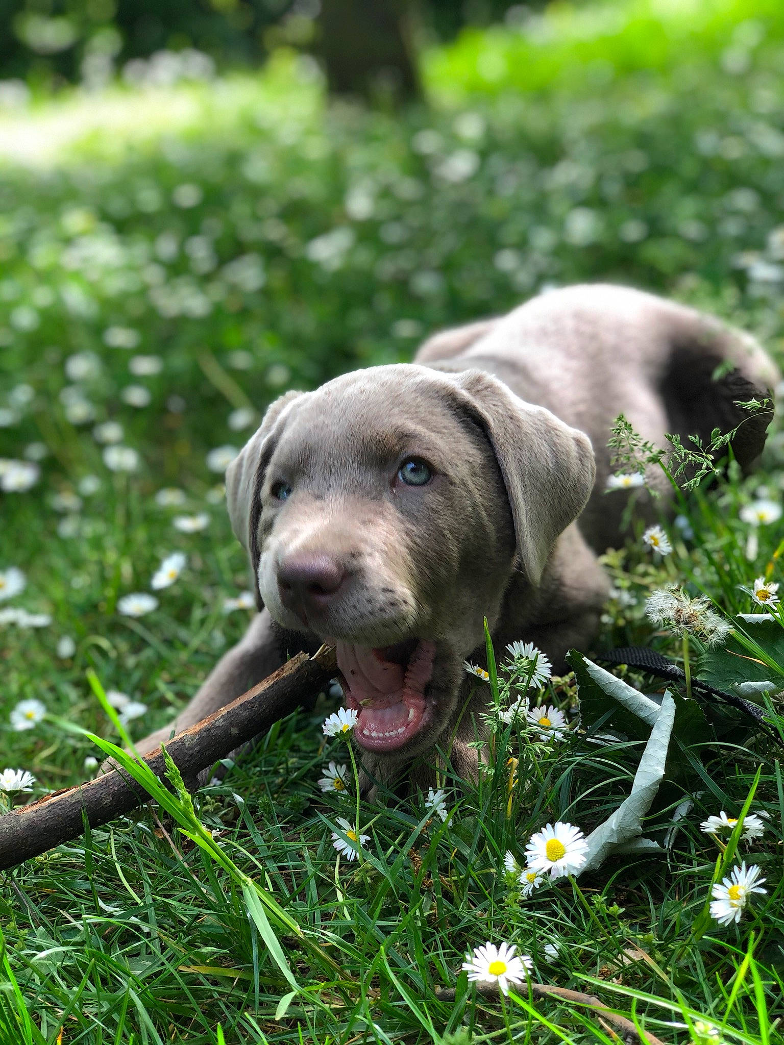 Ryujin a rejoint le concours — aidez-le/la à gagner de superbes lots ! canidae, carnivore, collar, companion_dog, dog, dog_breed, fawn, flower, grass, grassland, groundcover, gun_dog, plant, puppy, snout, sporting_group, terrestrial_animal, whiskers, wildlife, working_animal