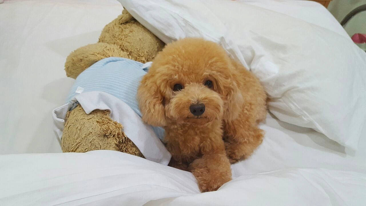 Fluffy is registered to the contest to win money with this photo: canidae, carnivore, comfort, companion_dog, dog, dog_breed, dog_supply, fawn, fur, labradoodle, liver, poodle, poodle_crossbreed, puppy_love, snout, sporting_group, stuffed_toy, toy_dog, water_dog, working_animal