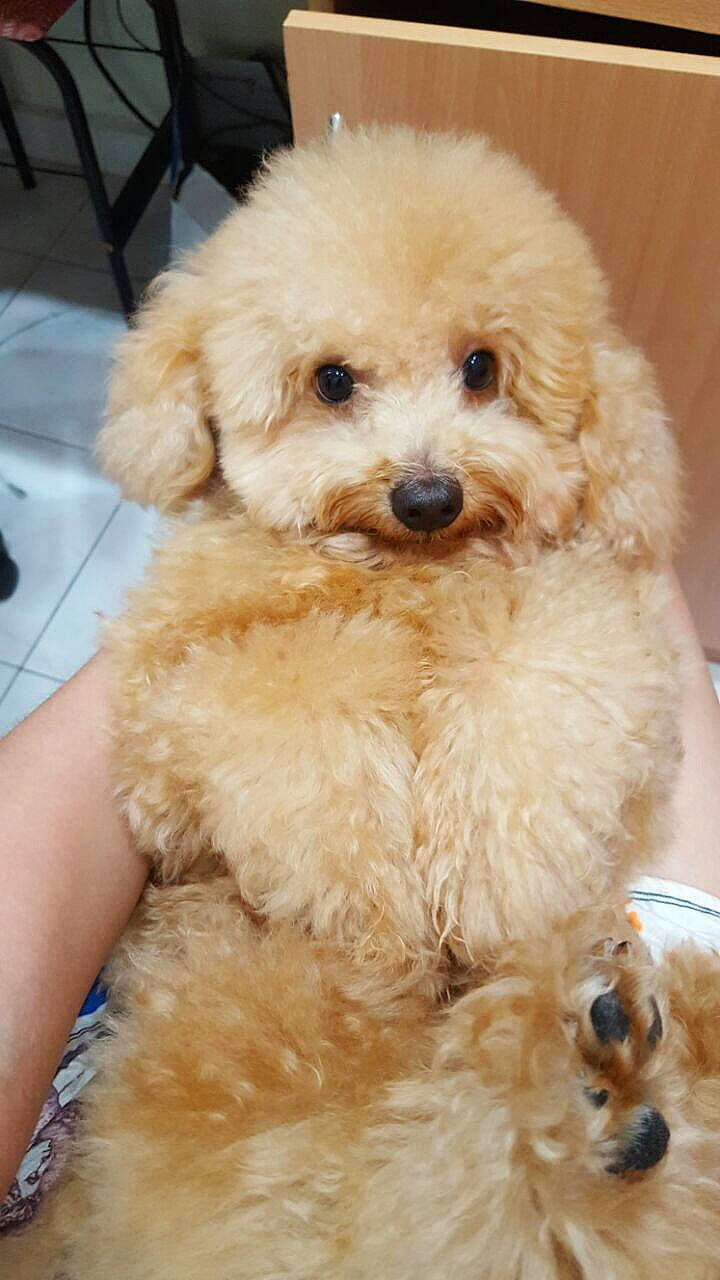 Fluffy is registered to the contest to win money with this photo: canidae, carnivore, chair, companion_dog, dog, dog_breed, fur, labradoodle, maltepoo, non_sporting_group, poodle, puppy, shih_poo, small_terrier, sporting_group, terrier, toy_dog, water_dog, working_animal, yorkipoo