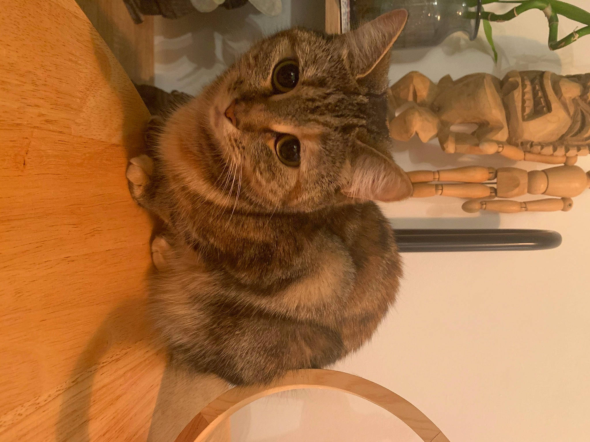 Bonita is registered to the contest to win money with this photo: art, artifact, carnivore, cat, claw, domestic_short_haired_cat, fawn, felidae, flooring, fur, gesture, hardwood, paw, sculpture, small_to_medium_sized_cats, snout, tail, terrestrial_animal, whiskers, wood