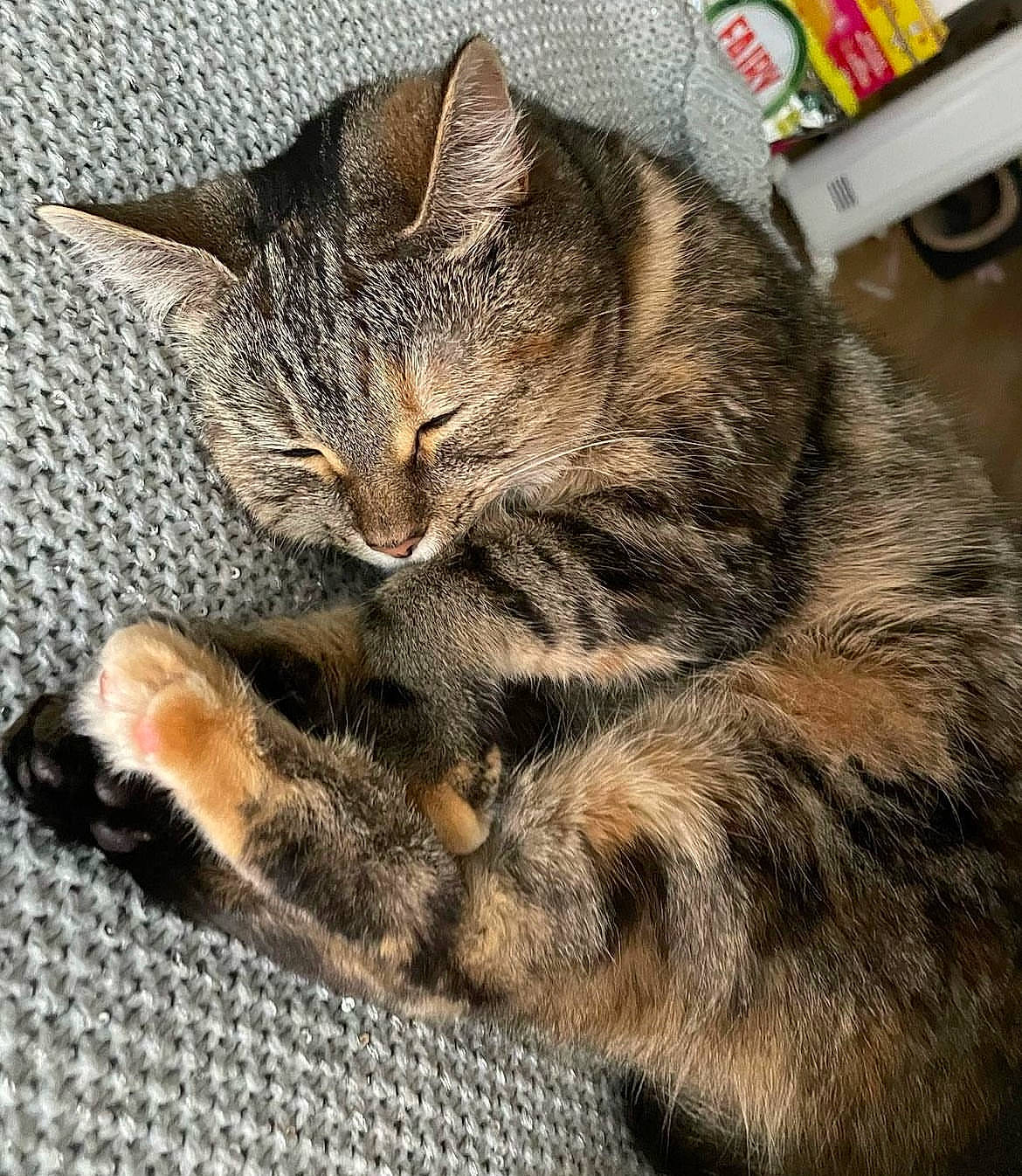 Bonita is registered to the contest to win money with this photo: carnivore, cat, claw, domestic_short_haired_cat, felidae, fur, nap, paw, sleep, small_to_medium_sized_cats, snout, tail, terrestrial_animal, whiskers