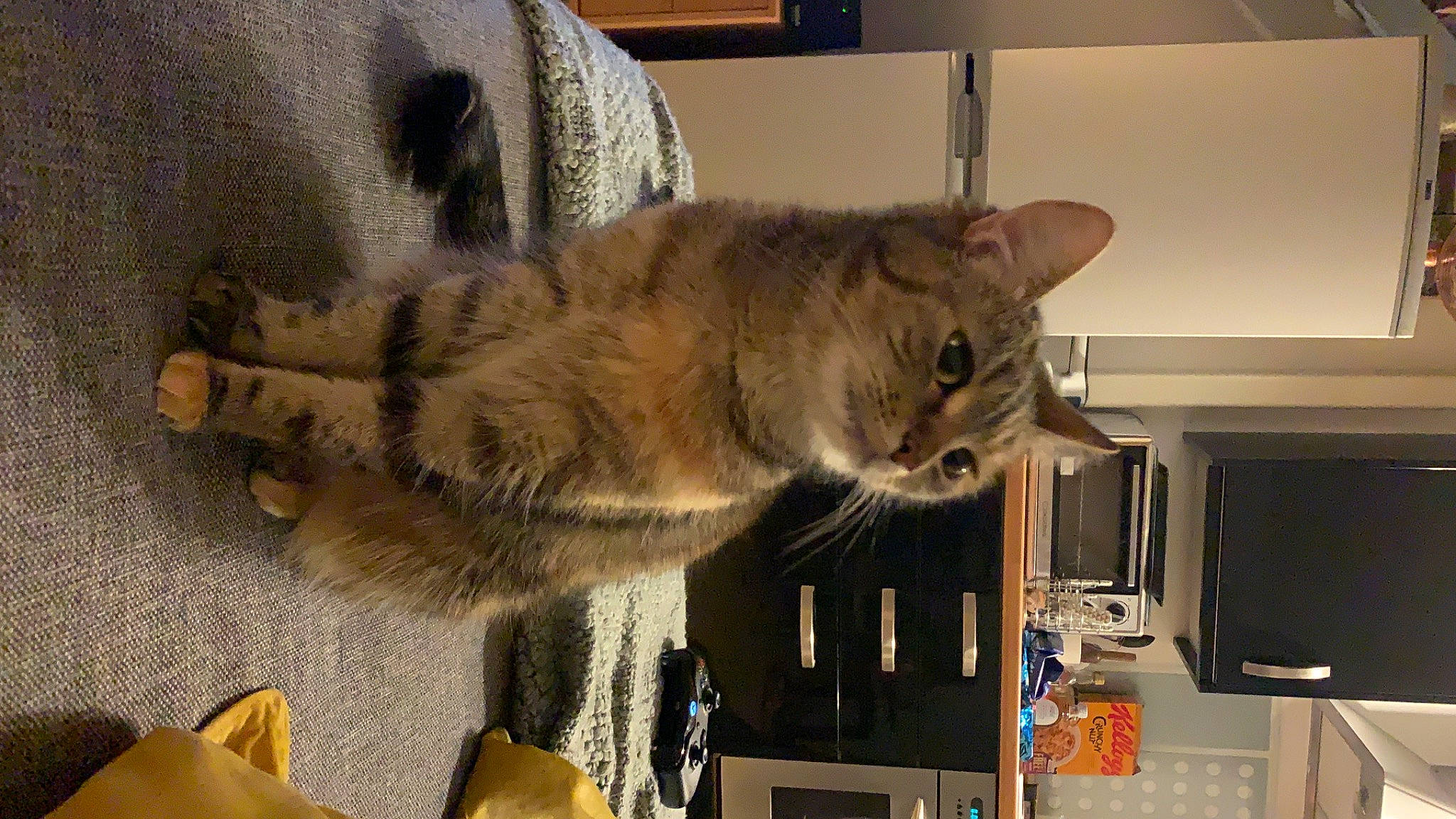 Bonita is registered to the contest to win money with this photo: carnivore, cat, claw, comfort, domestic_short_haired_cat, fawn, felidae, fur, home_appliance, paw, room, small_to_medium_sized_cats, table, tail, whiskers, wood