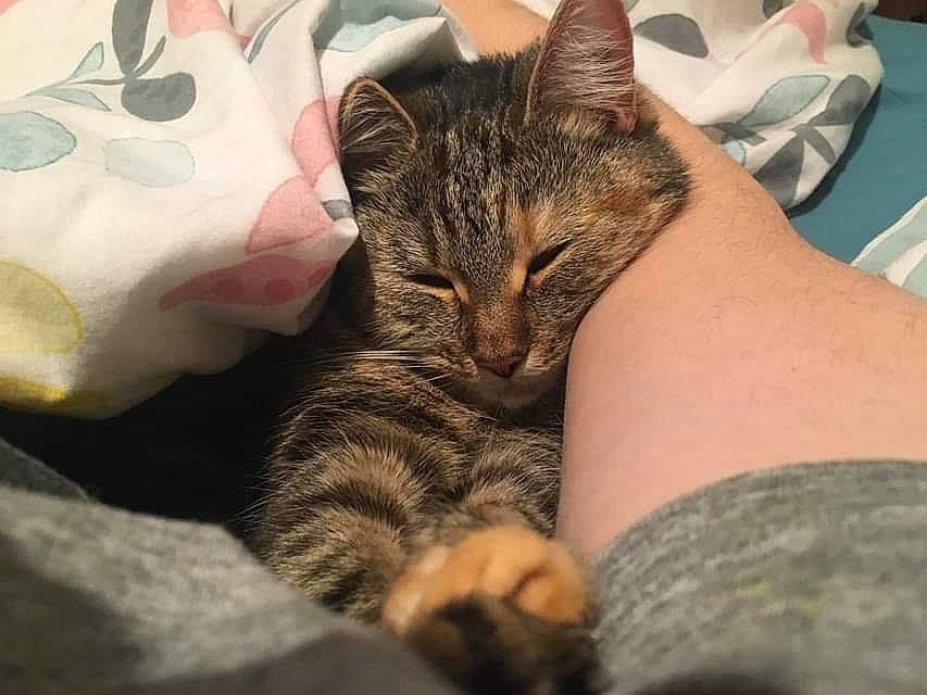 Bonita joined the competition — help win amazing prizes! carnivore, cat, claw, comfort, domestic_short_haired_cat, ear, felidae, fur, gesture, human_leg, linens, nail, nap, pattern, paw, sleep, small_to_medium_sized_cats, snout, terrestrial_animal, whiskers