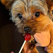 Jax is registered to the contest to win money with this photo: dog, puppy, close_up, licking, lollipop, hand, small_dog, brown_fur, cute, pet, animal, tongue, holding, face, eyes, snout, furry, domestic_animal, toy, sweet