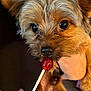 dog, puppy, close_up, licking, lollipop, hand, small_dog, brown_fur, cute, pet, animal, tongue, holding, face, eyes, snout, furry, domestic_animal, toy, sweet