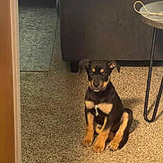 Blu is registered to the contest to win money with this photo: puppy, dog, carpet, living_room, furniture, couch, table, floor, indoor, pet, cute, sitting, small_dog, brown, black, young_dog, animal, house, home, curious