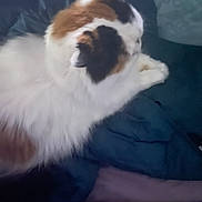 Mini joined the competition — help win amazing prizes! cat, calico_cat, fluffy, fur, white_fur, orange_fur, black_fur, animal, pet, lying_down, lounging, raised_paw, side_view, indoors, blanket, couch, relaxed, sleepy, close_up, portrait