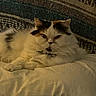 Mini joined the competition — help win amazing prizes! cat, cats, feline, fluffy, long_hair, white_cat, calico_cat, brown_cat, cuddling, sleeping, relaxed, bed, blanket, bedding, cozy, indoors, bedroom, portrait, pet, warm_lighting