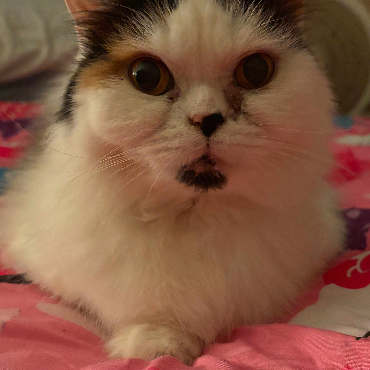 Mini is registered to the contest to win money with this photo: cat, calico_cat, fluffy, fur, whiskers, ears, eyes, nose, muzzle, pet, animal, portrait, close_up, indoors, bed, blanket, pink, hearts, sitting, cute