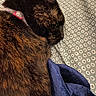 cat, tortoiseshell, sleeping, resting, pet, feline, fur, whiskers, ear, closed_eyes, collar, indoor, bed, bedding, blanket, patterned_fabric, cozy, nap, closeup, brown_black_fur