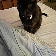 Shadow joined the competition — help win amazing prizes! cat, black_cat, feline, pet, animal, sitting, bed, bedroom, bedspread, striped_fabric, blanket, metal_headboard, collar, tag, tongue, ears, tail, indoor, cozy, portrait