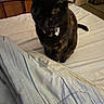 cat, black_cat, feline, pet, animal, sitting, bed, bedroom, bedspread, striped_fabric, blanket, metal_headboard, collar, tag, tongue, ears, tail, indoor, cozy, portrait