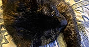 Shadow joined the competition — help win amazing prizes! cat, black_cat, sleeping, lying_down, fluffy, fur, paw, whiskers, nose, indoors, cushion, pillow, patterned_fabric, cozy, resting, relaxed, close_up, warm_lighting, pet, portrait