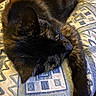 cat, black_cat, sleeping, lying_down, fluffy, fur, paw, whiskers, nose, indoors, cushion, pillow, patterned_fabric, cozy, resting, relaxed, close_up, warm_lighting, pet, portrait