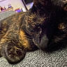 cat, tortoiseshell_cat, pet, animal, feline, sleepy, relaxed, lying_down, curled_up, close_up, whiskers, fur, paws, black_fur, brown_fur, orange_patches, carpet, indoor, home, cozy