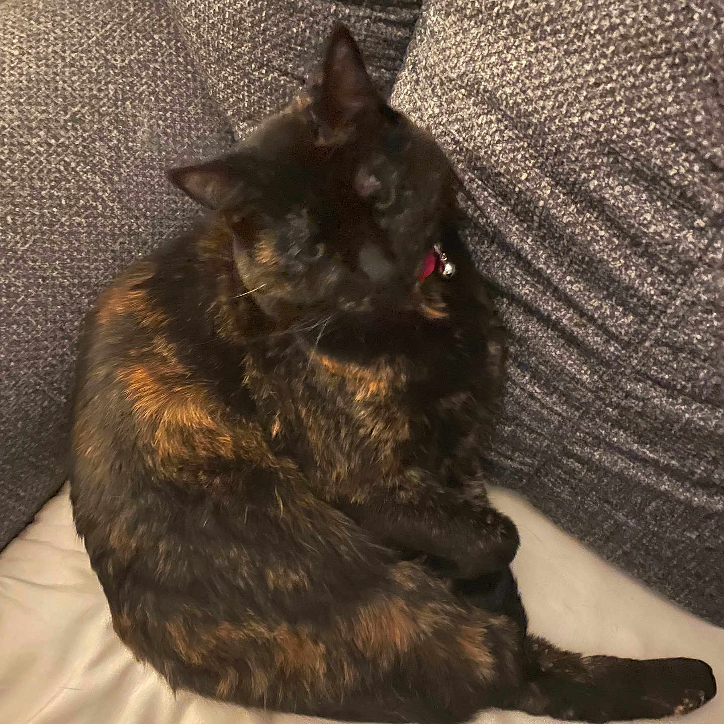 Shadow