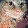 Freeloader joined the competition — help win amazing prizes! cat, kitten, fluffy, fur, close_up, portrait, golden_eyes, pink_nose, whiskers, orange, cream, long_hair, pet, animal, staring, indoors, cozy, pink, fabric, flash_photography