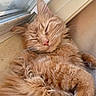 Freeloader joined the competition — help win amazing prizes! cat, ginger_cat, fluffy, longhaired, sleeping, nap, pet, feline, whiskers, pink_nose, closed_eyes, paws, fur, relaxed, indoors, window, sunlight, cozy, portrait, cute