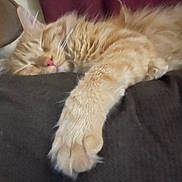 Freeloader is registered to the contest to win money with this photo: cat, orange_cat, sleeping, sleepy, fluffy, furry, pet, animal, paw, outstretched_paw, pink_nose, whiskers, closed_eyes, cozy, blanket, dark_blanket, indoors, resting, close_up, cute