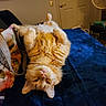 cat, orange_cat, fluffy, longhair, upside_down, lying_down, sleeping, relaxed, blue_blanket, bed, handbag, purse, bedroom, indoor, home, furniture, door, fan, cozy, portrait