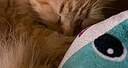 Freeloader joined the competition — help win amazing prizes! cat, orange_cat, sleeping, sleepy, curled_up, fur, fluffy, whiskers, close_up, pet, domestic_cat, cozy, blanket, turquoise, cartoon, indoors, nap, relaxed, warm_lighting, cuddly
