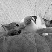 Mao Mao a rejoint le concours — aidez-le/la à gagner de superbes lots ! cat, pet, animal, bed, blanket, pattern, indoor, feline, whiskers, paw, relaxing, cute, fur, domestic, resting, comfort, sleepy, closeup, monochrome, playful