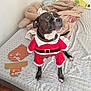 dog, pet, bed, blanket, toy_packaging, santa_outfit, costume, animal, indoor, fur, collar, black_dog, white_paws, plush, comfort, holiday, christmas, cute, expression, resting