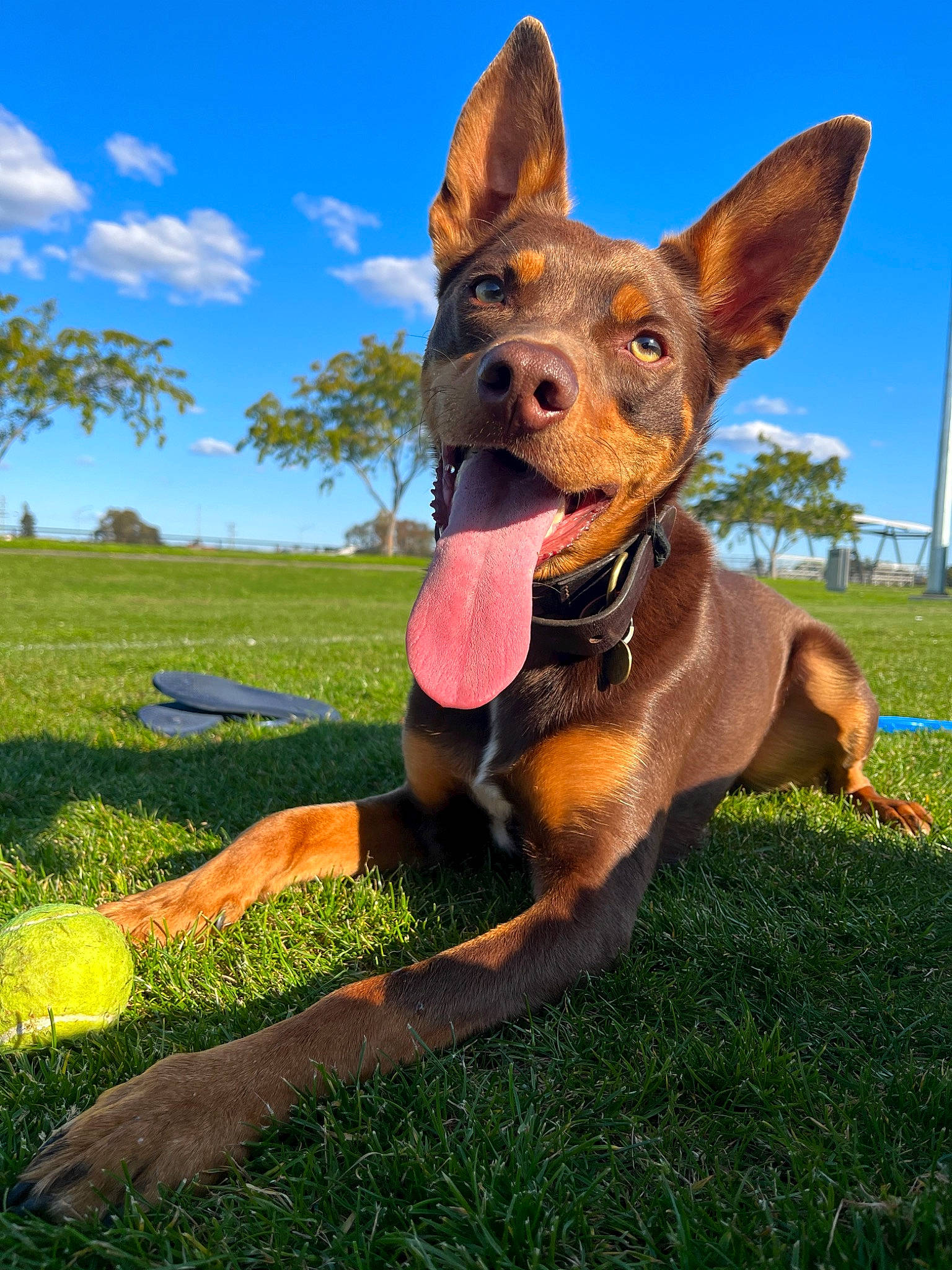 Mallee joined the competition — help win amazing prizes! canidae, carnivore, cloud, collar, companion_dog, dog, dog_breed, dog_sports, dog_supply, fawn, fun, grass, happy, pinscher, plant, sky, snout, sporting_group, tree, whiskers