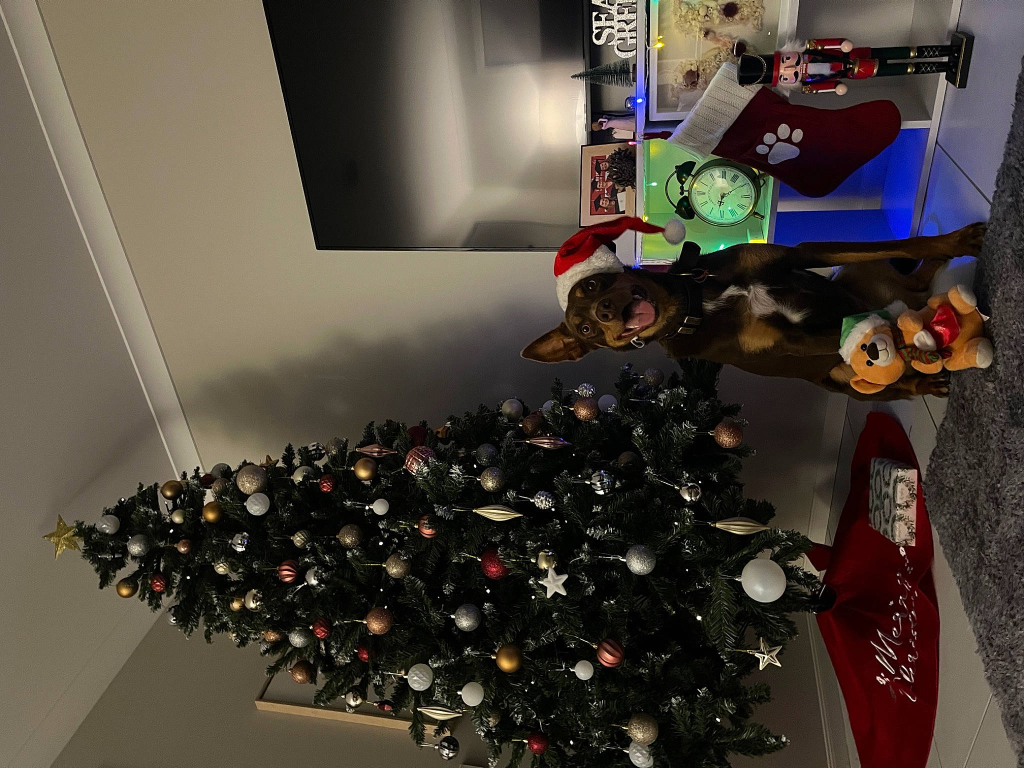 Mallee is registered to the contest to win money with this photo: automotive_design, carmine, chair, christmas, christmas_decoration, christmas_ornament, christmas_tree, collection, event, eyewear, hat, houseplant, interior_design, machine, ornament, plant, plastic, room, shelf, tree