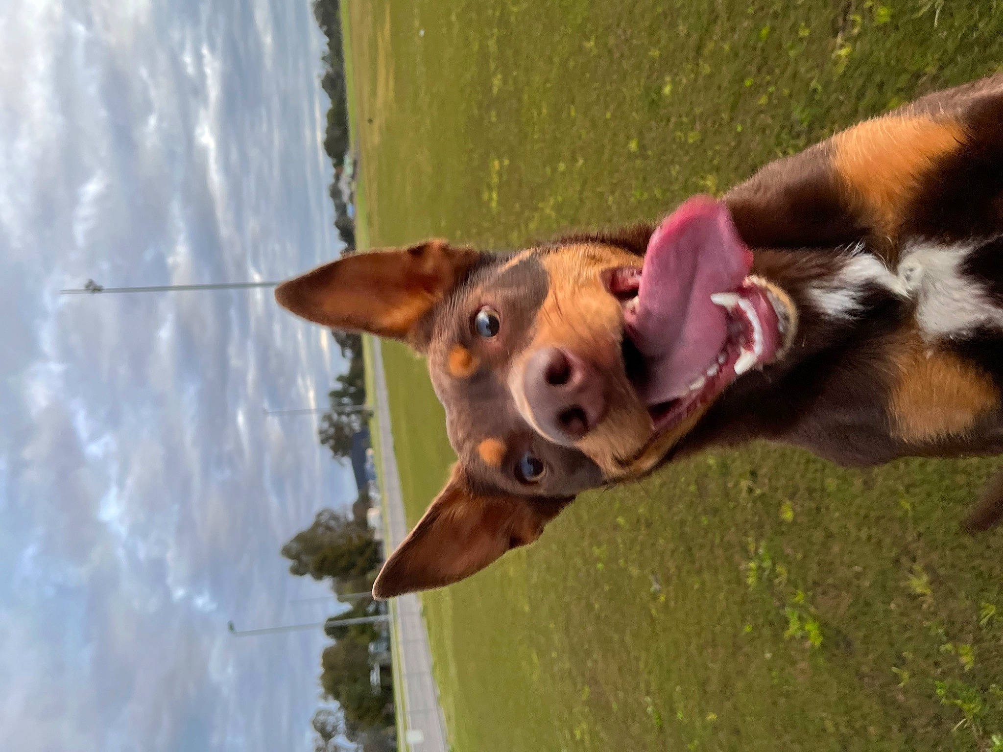 Mallee joined the competition — help win amazing prizes! canidae, carnivore, collar, companion_dog, dog, dog_breed, dog_collar, ear, fawn, grass, hound, leash, liver, pet_supply, snout, sporting_group, tail, water, whiskers, working_animal