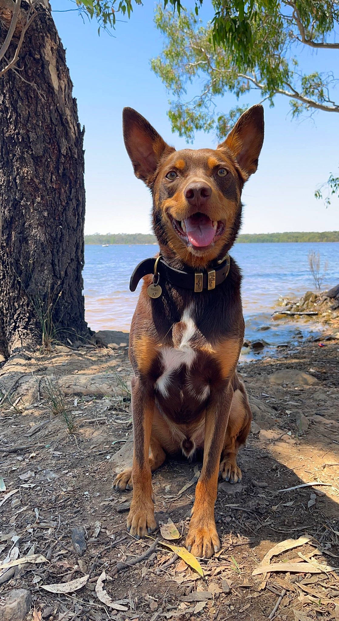 Mallee is registered to the contest to win money with this photo: adventure, beach, canidae, carnivore, collar, companion_dog, dog, dog_breed, dog_collar, fawn, hound, lake, plant, sky, snout, sporting_group, tail, water, whiskers, working_dog