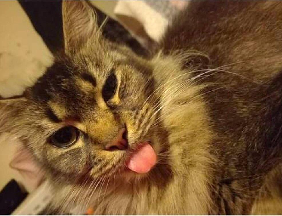 Freedom is registered to the contest to win money with this photo: carnivore, cat, claw, comfort, domestic_short_haired_cat, ear, felidae, fur, nap, paw, sleep, small_to_medium_sized_cats, snout, terrestrial_animal, whiskers, wildlife