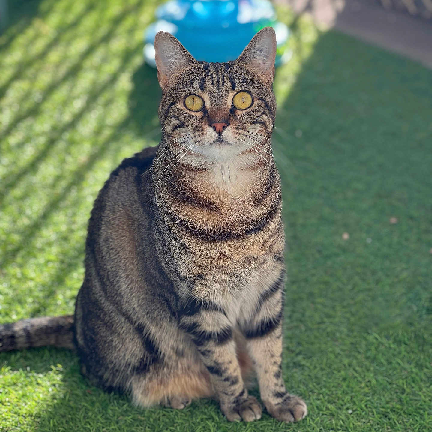 Lily a rejoint le concours — aidez-le/la à gagner de superbes lots ! abyssinian, animal, backyard, car, cat, egyptiancat, field, grass, grassland, green, kitten, lawn, manx, nature, outdoors, pet, plant, transportation, vehicle, yard