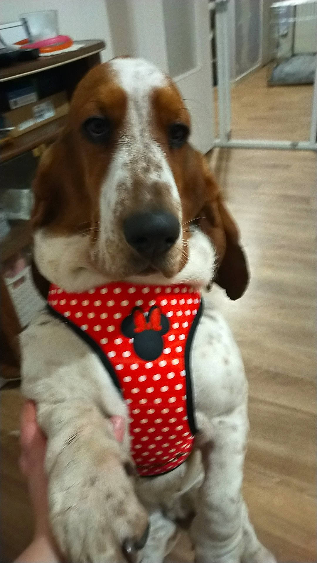 Luna a rejoint le concours — aidez-le/la à gagner de superbes lots ! canidae, carnivore, collar, companion_dog, dog, dog_breed, dog_clothes, dog_collar, dog_supply, fawn, fur, hardwood, hound, liver, pet_supply, scent_hound, snout, sporting_group, wood, working_animal