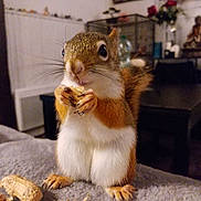 Lola a rejoint le concours — aidez-le/la à gagner de superbes lots ! chipmunk, eastern_chipmunk, fawn, fox_squirrel, mammal, rabbit, rodent, squirrel, vertebrate, whiskers, wildlife