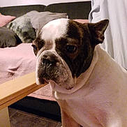 Haribo a rejoint le concours — aidez-le/la à gagner de superbes lots ! australian_bulldog, british_bulldogs, bulldog, canidae, carnivore, close_up, companion_dog, dog, dog_breed, head, mammal, non_sporting_group, nose, old_english_bulldog, olde_english_bulldogge, skin, snout, toy_bulldog, valley_bulldog, vertebrate