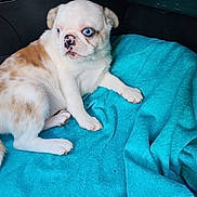 Bonbon participe au concours pour gagner de l'argent avec cette photo : dog, puppy, blue_eyes, bulldog, blanket, turquoise_blanket, car_interior, cute, white_and_brown, spotted_nose, fur, paw, sitting, portrait, pet, indoors, young, close_up, texture, soft