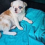 dog, puppy, blue_eyes, bulldog, blanket, turquoise_blanket, car_interior, cute, white_and_brown, spotted_nose, fur, paw, sitting, portrait, pet, indoors, young, close_up, texture, soft