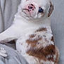 Bonbon participe au concours pour gagner de l'argent avec cette photo : puppy, dog, bulldog, blue_eyes, white_fur, brown_spots, face, nose, paw, head_tilt, blanket, bedding, fabric, pet, cute, portrait, close_up, indoor, sitting, fur_texture