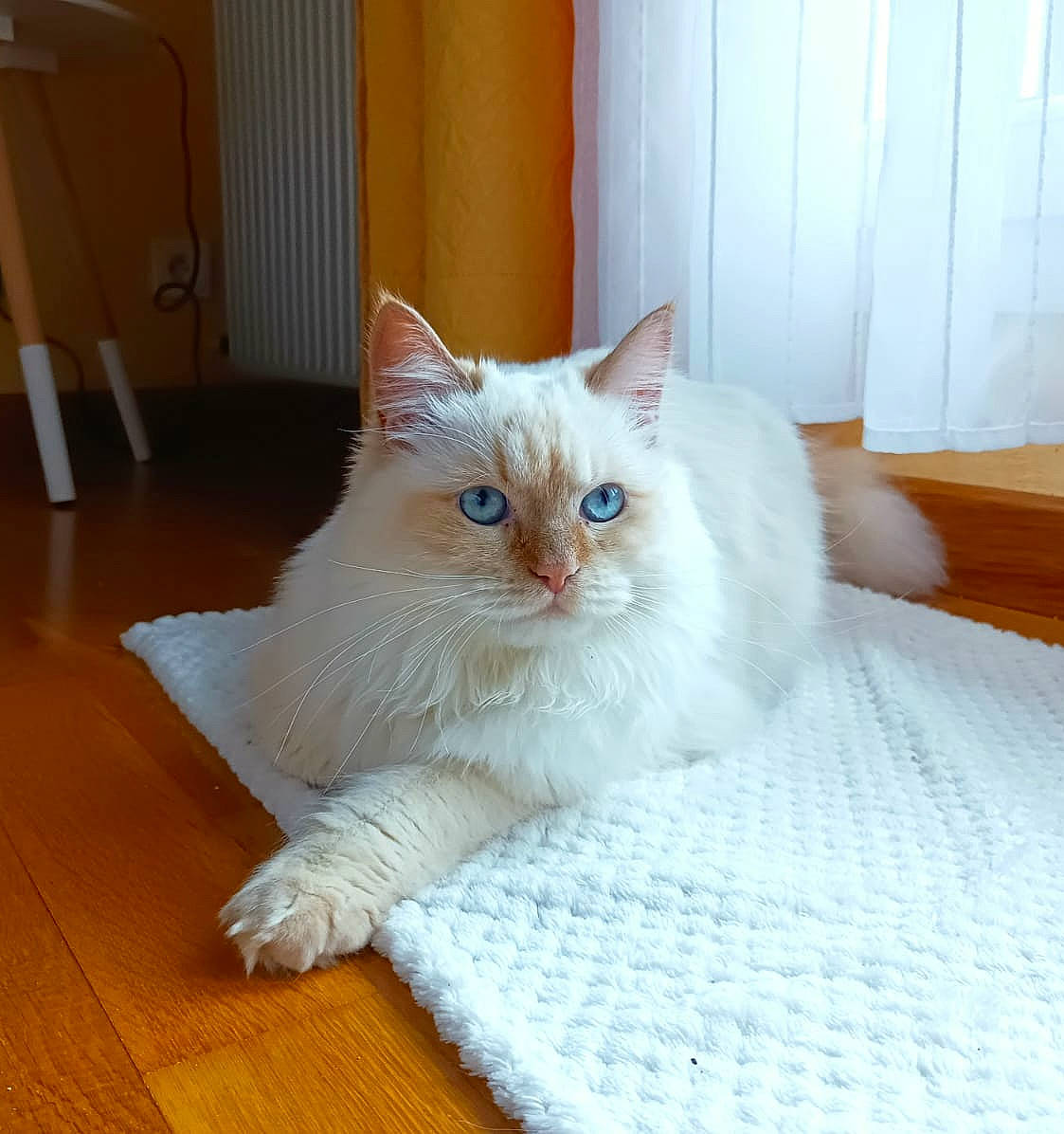 Tiflette a rejoint le concours — aidez-le/la à gagner de superbes lots ! carnivore, cat, claw, comfort, domestic_short_haired_cat, fawn, felidae, flooring, fur, hardwood, paw, sitting, small_to_medium_sized_cats, snout, tail, varnish, whiskers, wood, wood_flooring, wood_stain