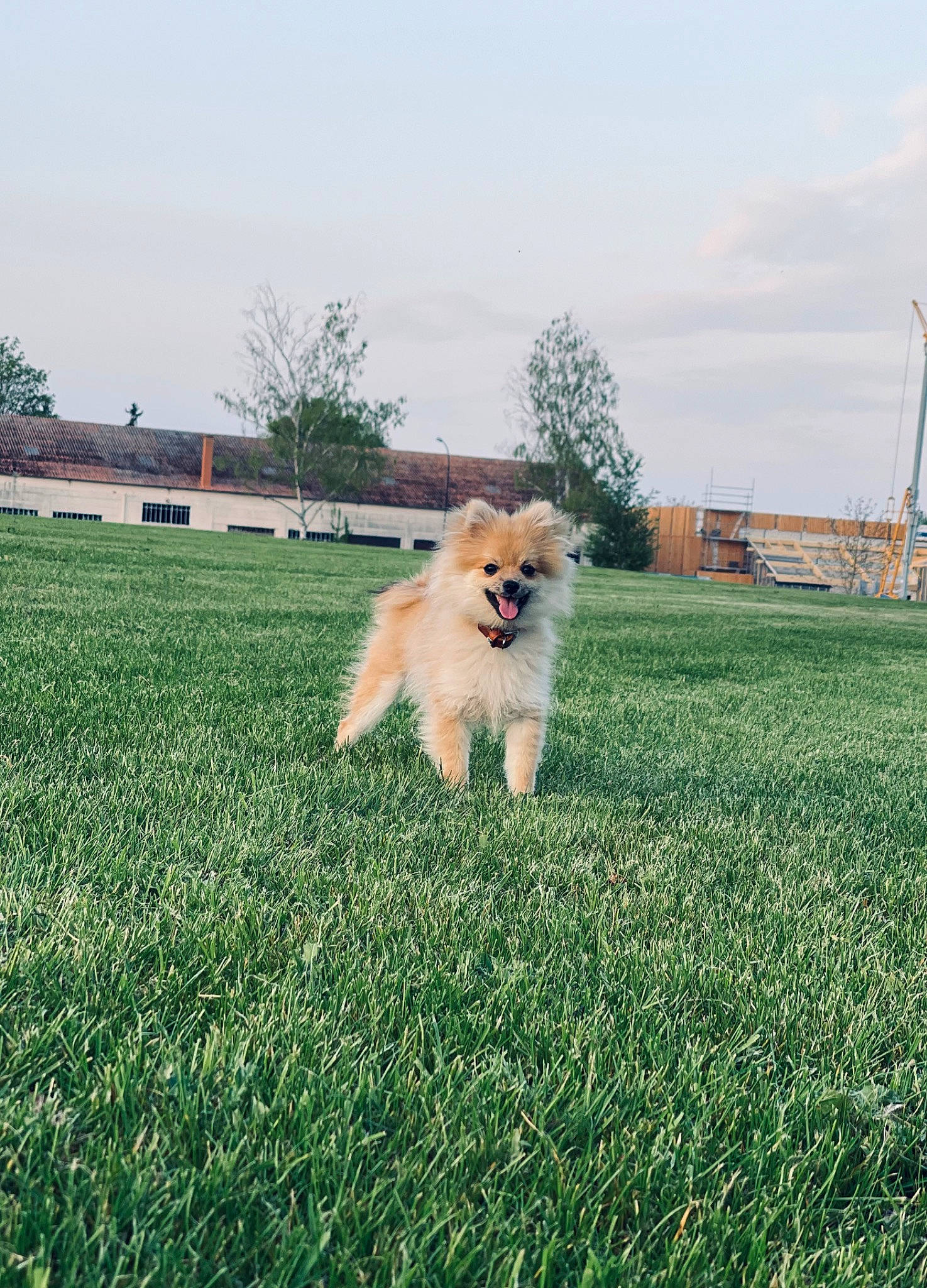 Dixie participe au concours pour gagner de l'argent avec cette photo : canidae, carnivore, cloud, companion_dog, dog, dog_breed, fawn, field, german_spitz, grass, grassland, happy, lawn, plant, sky, sporting_group, tail, tire, toy_dog, tree