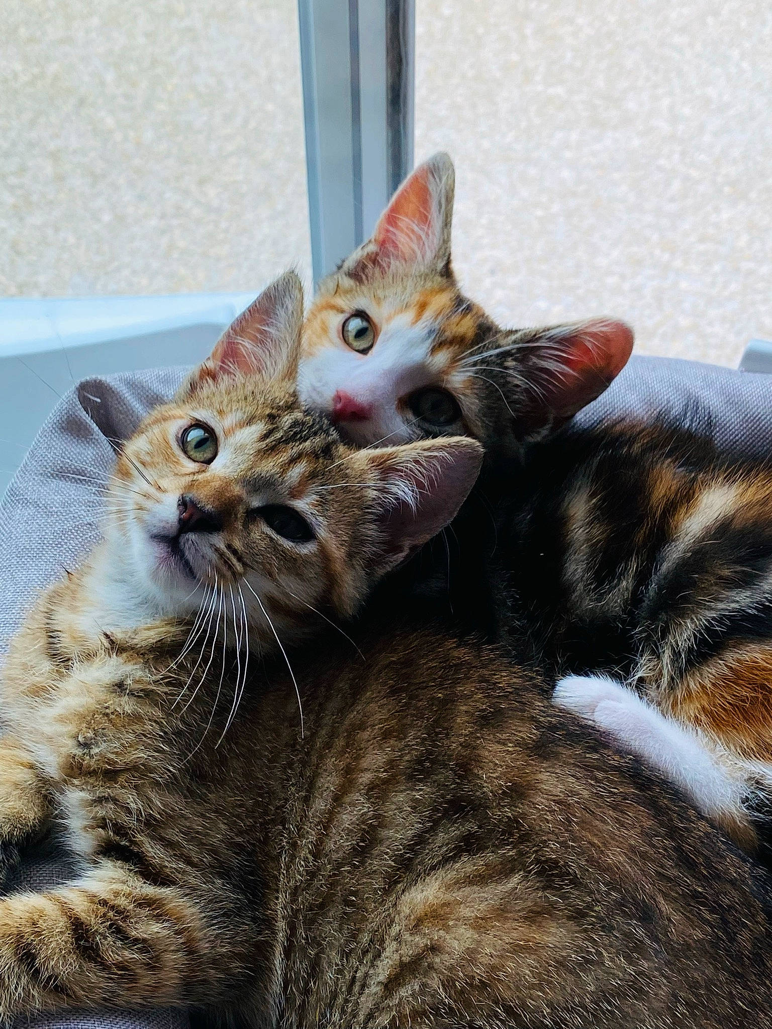 Nala Ruby participe au concours pour gagner de l'argent avec cette photo : carnivore, cat, claw, comfort, domestic_short_haired_cat, felidae, fur, iris, paw, sitting, small_to_medium_sized_cats, snout, tail, terrestrial_animal, whiskers, wildlife