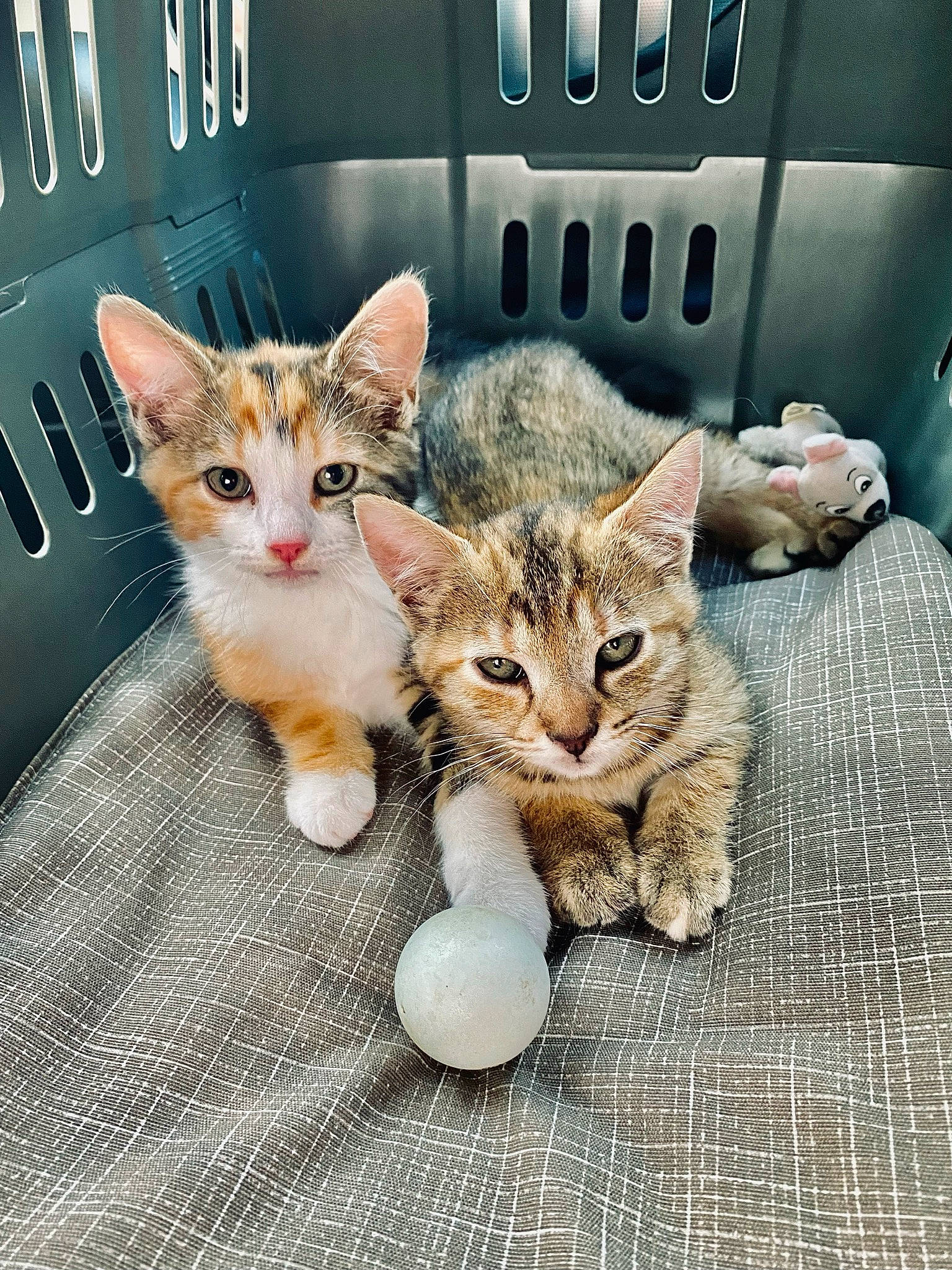 Nala Ruby participe au concours pour gagner de l'argent avec cette photo : automotive_exterior, automotive_tire, carnivore, cat, claw, comfort, domestic_short_haired_cat, fawn, felidae, fur, gesture, paw, photo_caption, picture_frame, sitting, small_to_medium_sized_cats, snout, tail, vehicle, whiskers