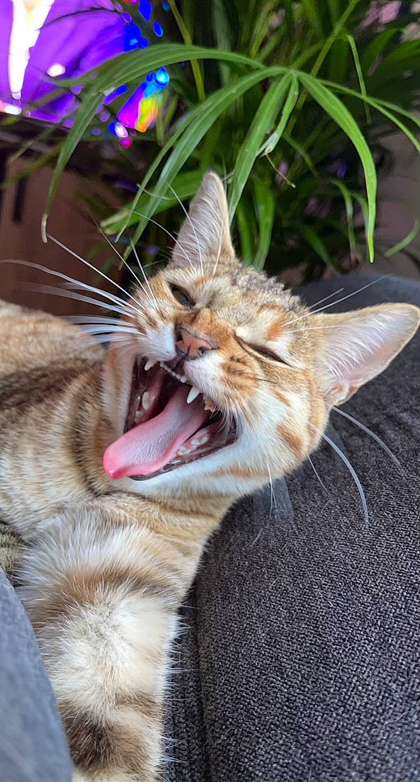 Nala Ruby a rejoint le concours — aidez-le/la à gagner de superbes lots ! carnivore, cat, claw, domestic_short_haired_cat, fang, fawn, felidae, foot, grass, jaw, paw, plant, roar, small_to_medium_sized_cats, tail, terrestrial_animal, tooth, whiskers, window, yawn