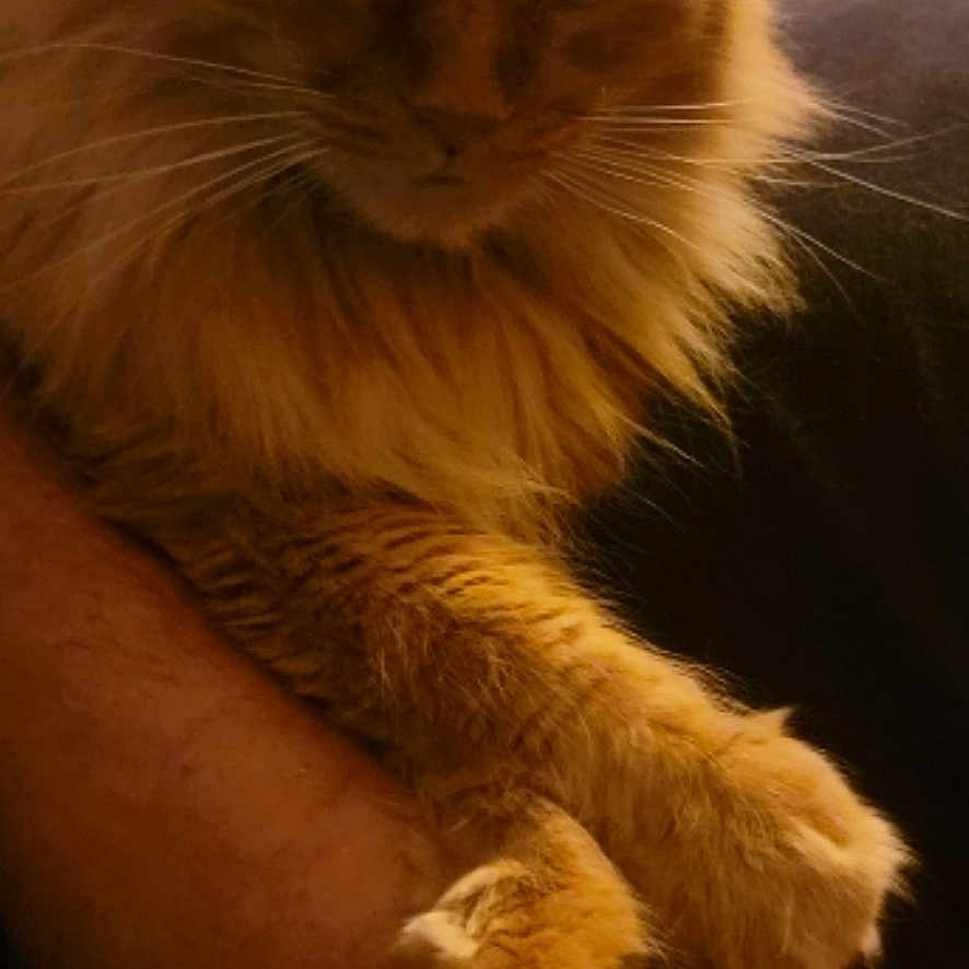 Pumpkin is registered to the contest to win money with this photo: animal, arm, cat, closeup, companion, cozy, cute, domestic_animal, feline, fluffy, fur, human, indoor, orange_cat, paw, pet, relaxed, resting, sleepy, whiskers
