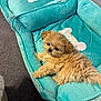 Suger is registered to the contest to win money with this photo: animal, brown_fur, carpet, comfortable, cozy, cute, cute_pet, dog_bed, furry, home, indoor, laying_down, looking, pet, plush_toy, puppy, relaxing, small_dog, soft, turquoise