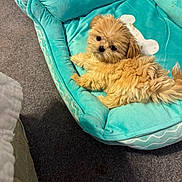 Suger is registered to the contest to win money with this photo: adorable, animal, bed, carpet, comfort, companion, cozy, cute, dog, domestic, fluffy, furry, indoor, looking_up, pet_bed, puppy, resting, small_dog, turquoise, young_dog