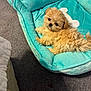 adorable, animal, bed, carpet, comfort, companion, cozy, cute, dog, domestic, fluffy, furry, indoor, looking_up, pet_bed, puppy, resting, small_dog, turquoise, young_dog