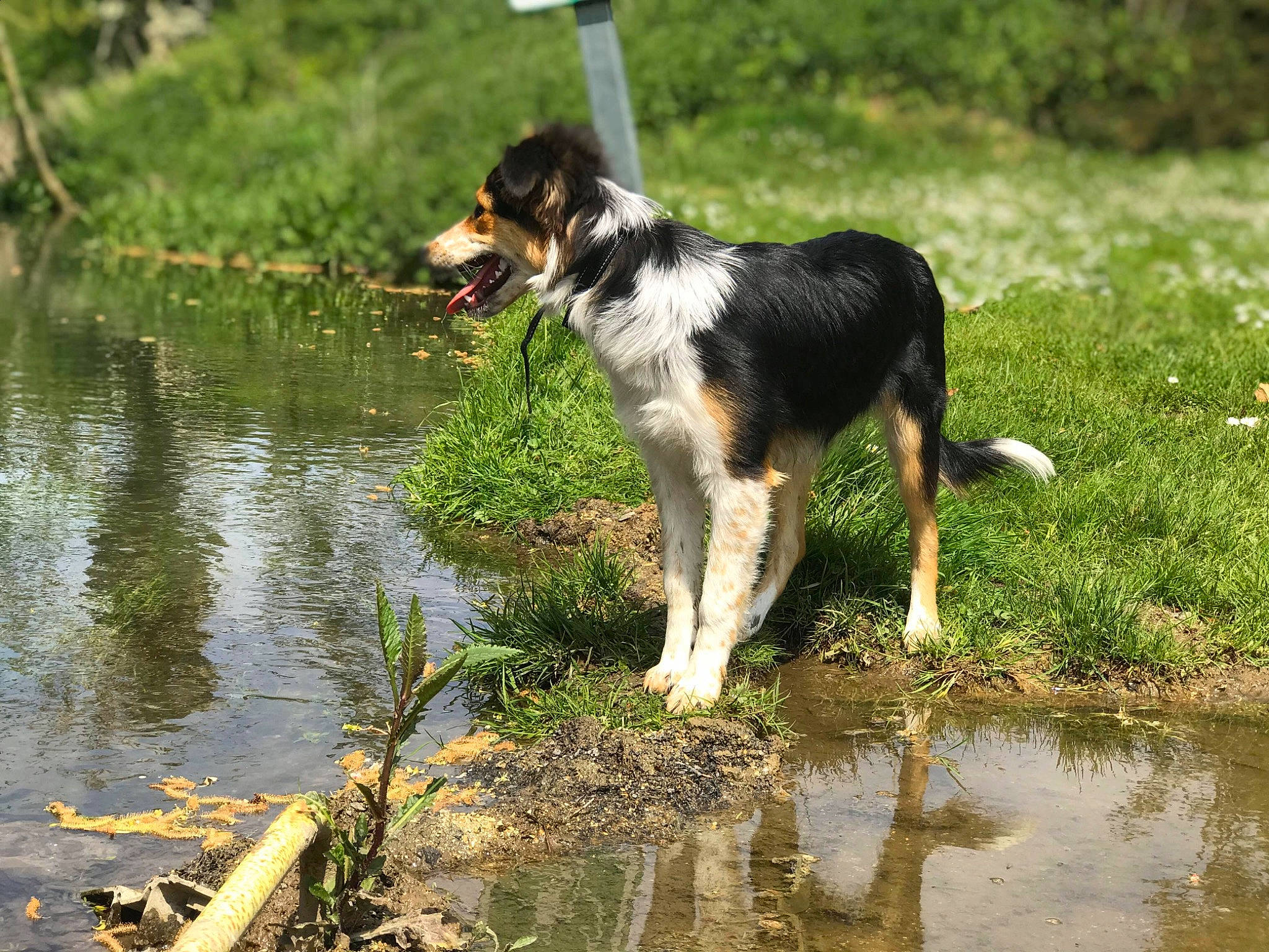Promesse participe au concours pour gagner de l'argent avec cette photo : border_collie, canidae, carnivore, companion_dog, dog, dog_breed, english_shepherd, herding_dog, hunting_dog, mammal, rare_breed_dog, smooth_collie, sporting_group, stabyhoun, vertebrate, welsh_sheepdog, working_dog